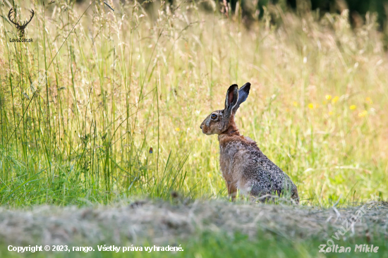 Zajac poľný-Lepus europaeus