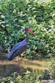 Bocian čierny-Ciconia nigra