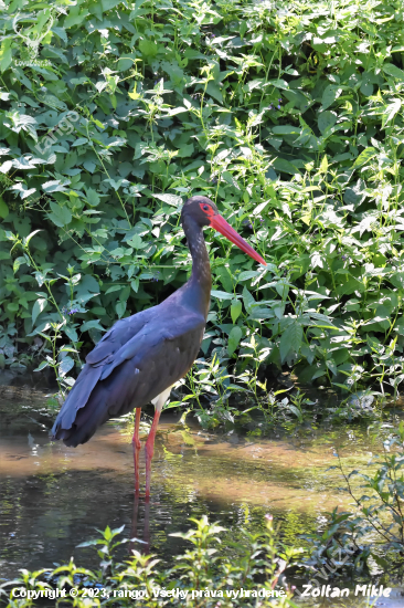 Bocian čierny-Ciconia nigra