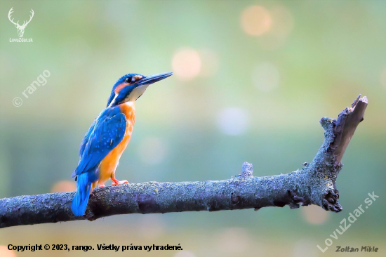 Rybárik riečny-Alcedo atthis