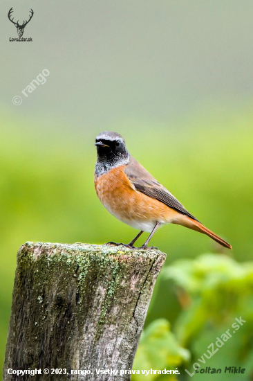 Žltochvost hôrny-Phoenicurus phoenicurus