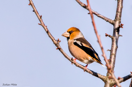 Glezg hrubozobý-Coccothraustes coccothraustes