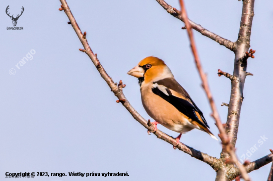 Glezg hrubozobý-Coccothraustes coccothraustes