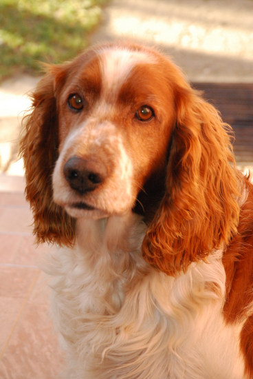 Welsh Springer Spaniel