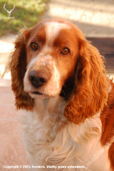 Welsh Springer Spaniel