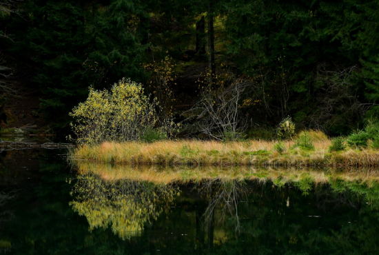 Vrbické pleso