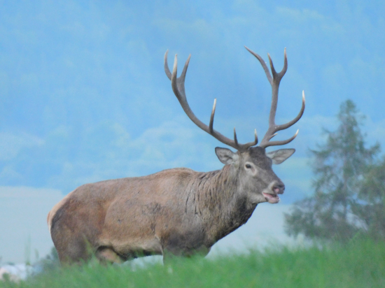 Nepravidelný štrnástorák