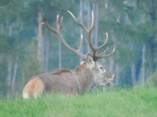 Nepravidelný štrnástorák