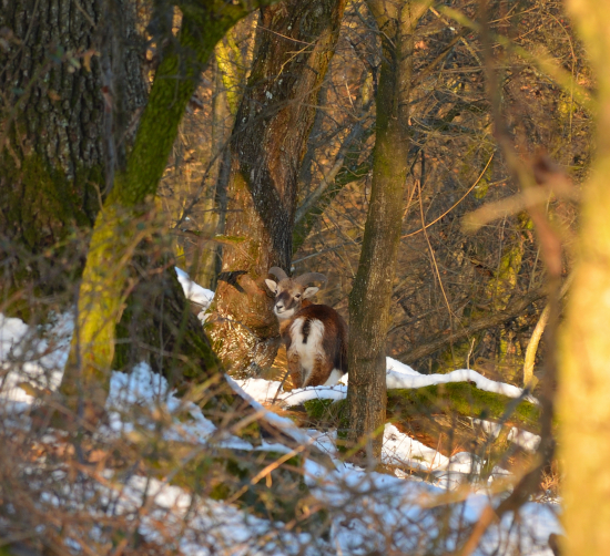 Muflón lesný