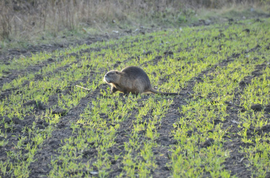 Nutria riečna