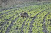 Nutria riečna