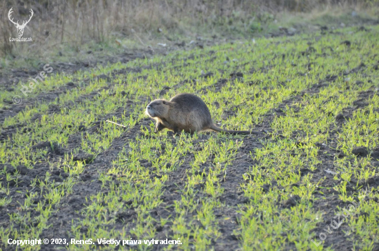 Nutria riečna