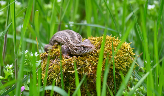 jašterica krátkohlavá