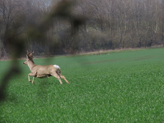Nečakané stretnutie