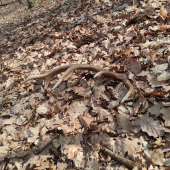 Zadarilo sa bratrancovi