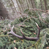 Krásny paroh v krásnej prírode