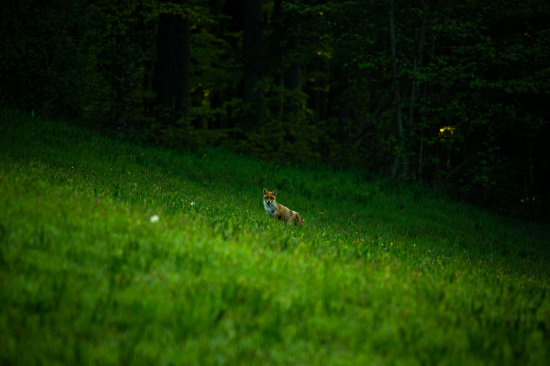 Líška na rannej lúke