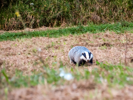 Pod jazvečou skalou