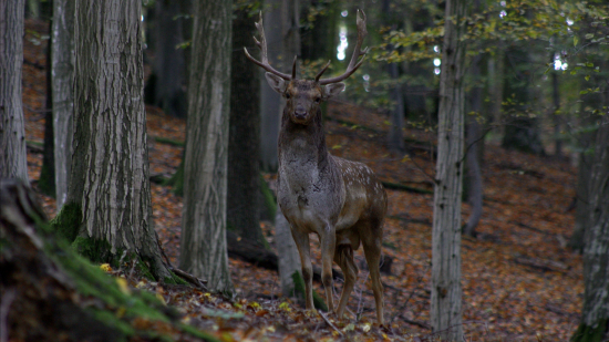Zvedavý bočný daniel