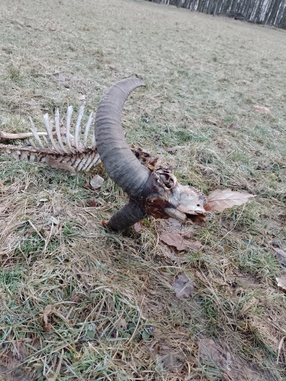 Mini barancek  ostal v lese