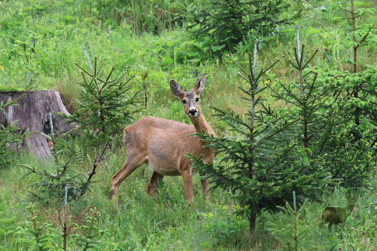 Ešte stále s bruchom