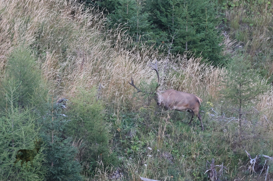 Keď sa starší pán jeduje...