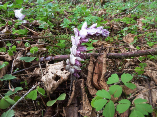 zubovník šupinatý