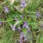 fialka lesná