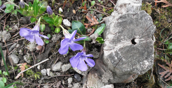 zimozeleň väčšia