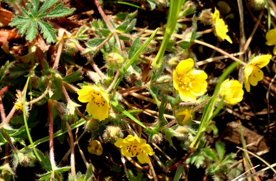 nátržník sedmolistý