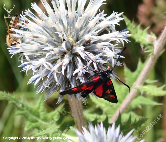 vretienka päťboková -  Zygaena lonicerae Scheven