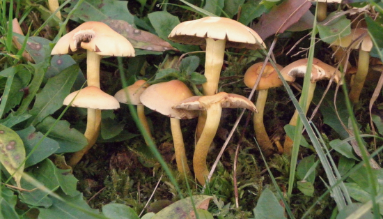 peniazovka vretenovitohlúbiková