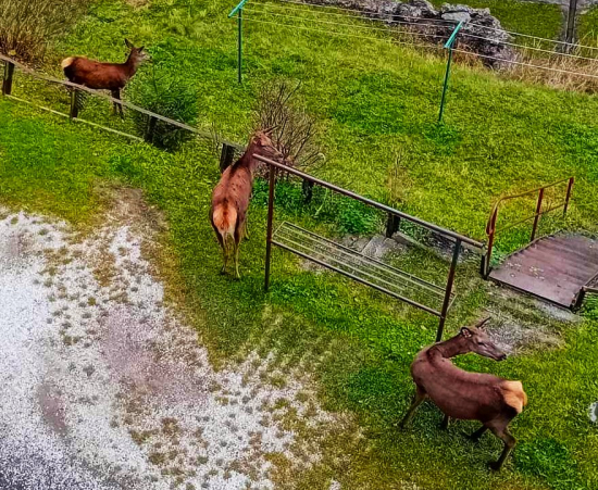 Dedko by sa čudoval