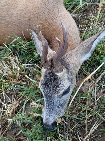 Letošni druhá věková