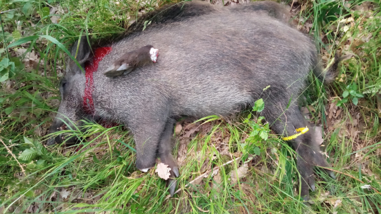 Foto k žiadosti o zástrelné