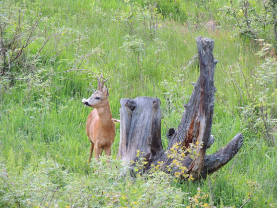 Cez srnčiu ruju pri solisku