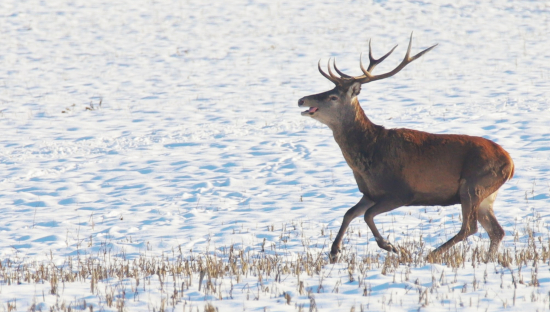 S vyplazeným jazykom