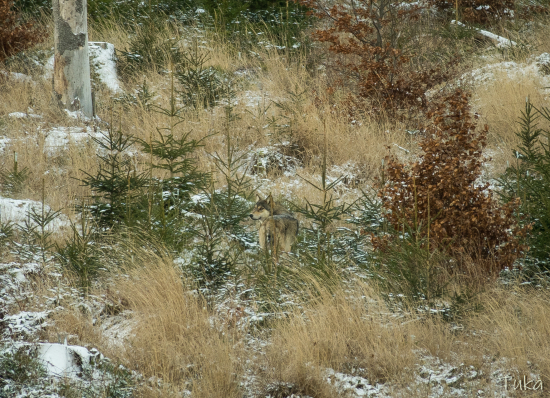 Na Orave dobre na Orave 