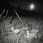 Fox&moon