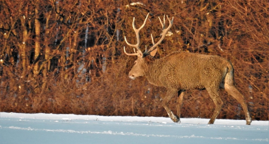 jeleň lesný