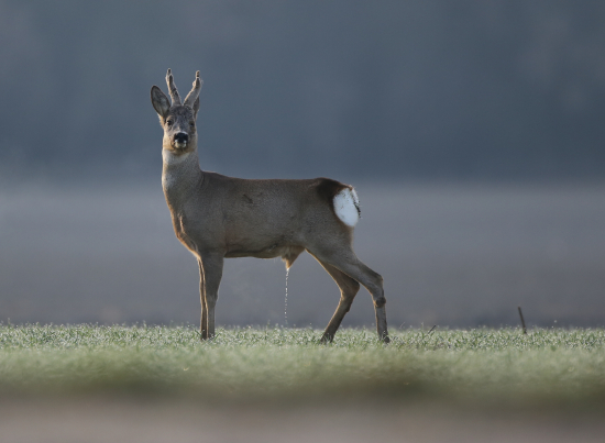 prišiel označil a odišiel :-)