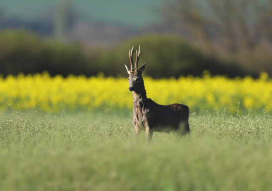 dal najavo, koho je to rajón :-)