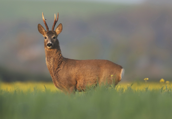 po roku v plnej sile