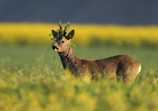 To čo mám  na hlave?
