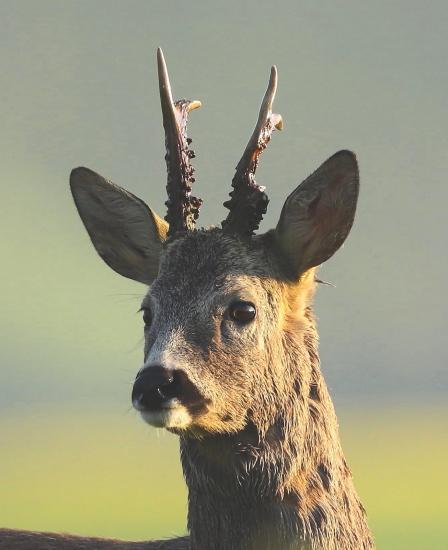 asi karambol ,keď bol v lyku