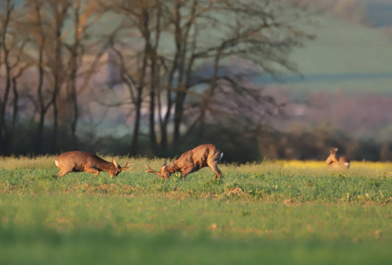 Kde sa dvaja bijú,tretí vegetí :-)
