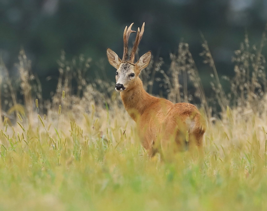 jedno pekné ráno :-)
