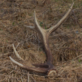 Po roku opäť kvaplo