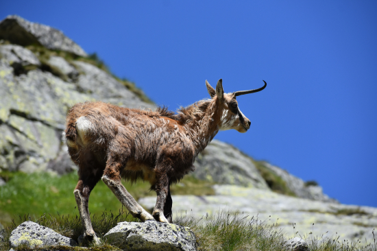 Jednorožec tatranský