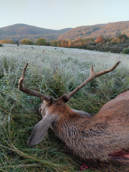 Posledný pohľad k lesu
